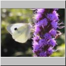 Pieris brassicae - Grosser Kohlweissling 01.jpg